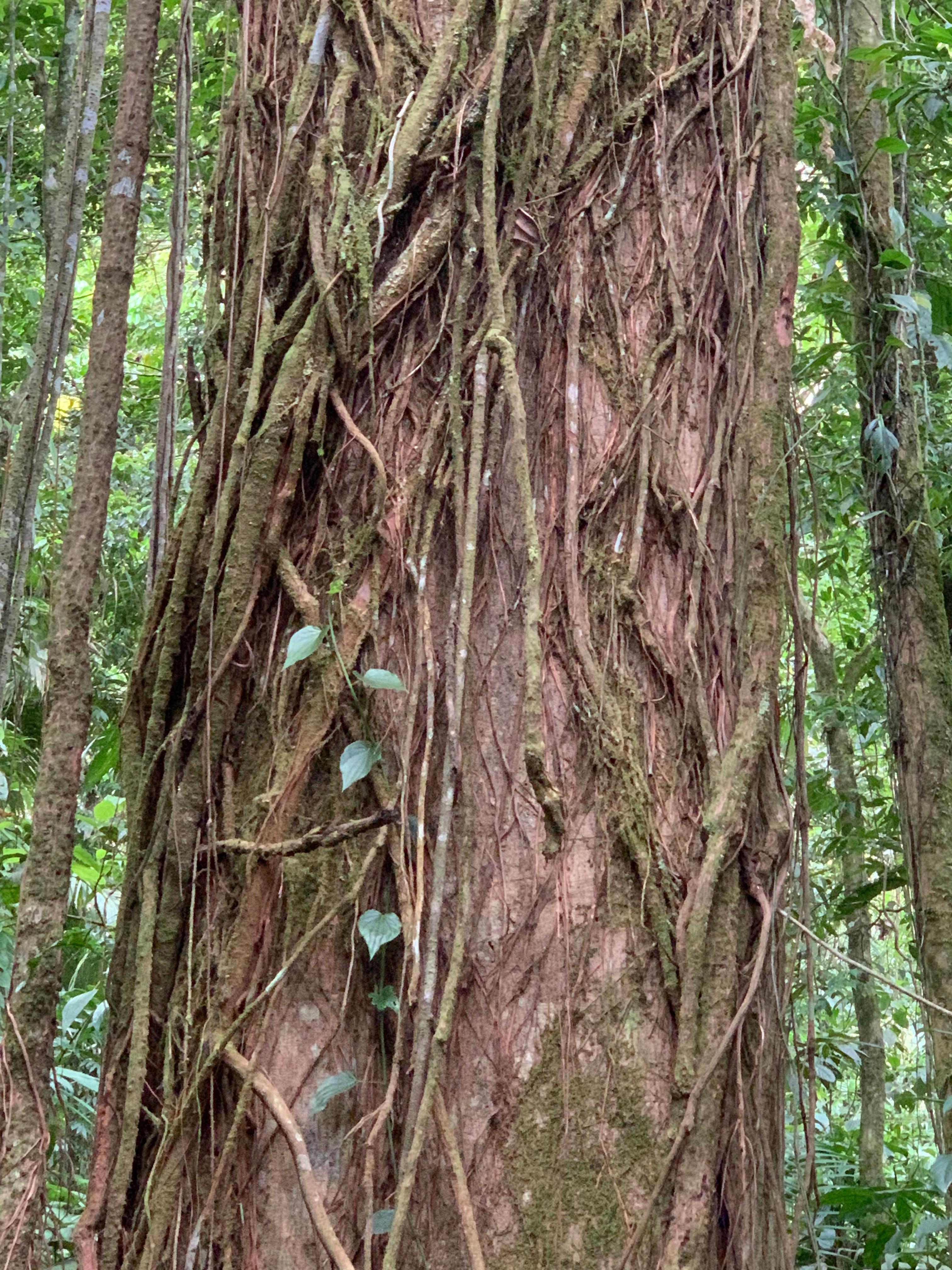 Costa Rica